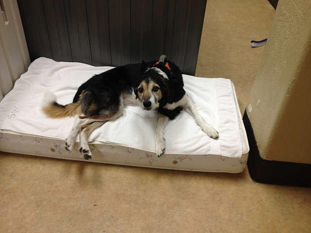 Daisy on her special bed in the PT room.